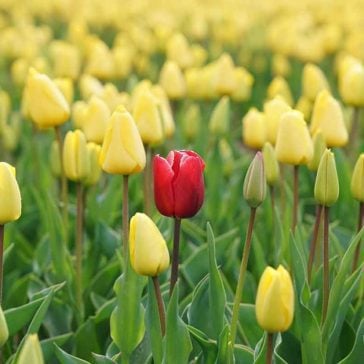 red tulip standing out amongst yellow tulips