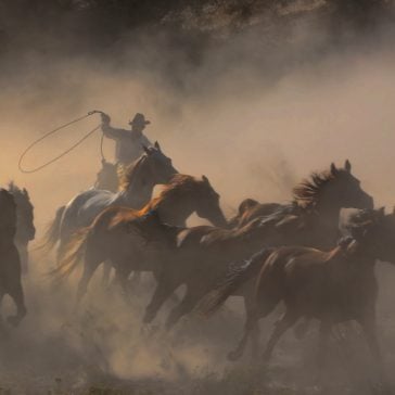 Rounding up the horses