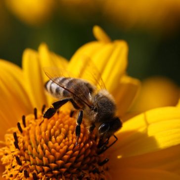 Bee collecting pollen