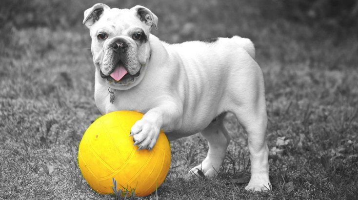 English bulldog with football