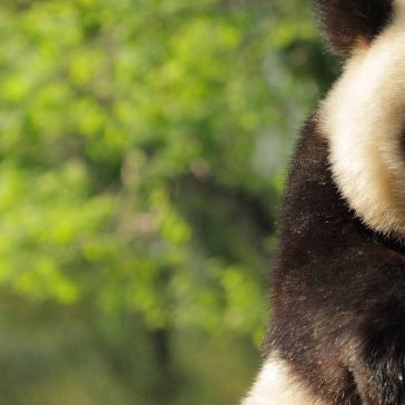 Is Google’s Panda algorithm still relevant in 2018?