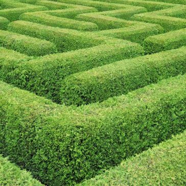 hedge maze