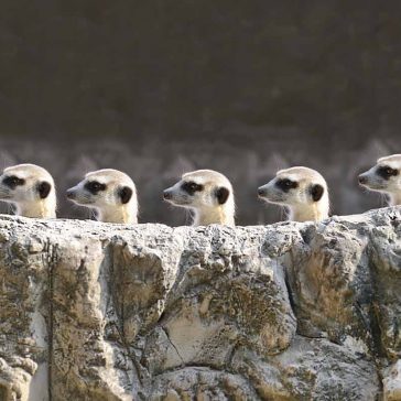 Group of meerkats