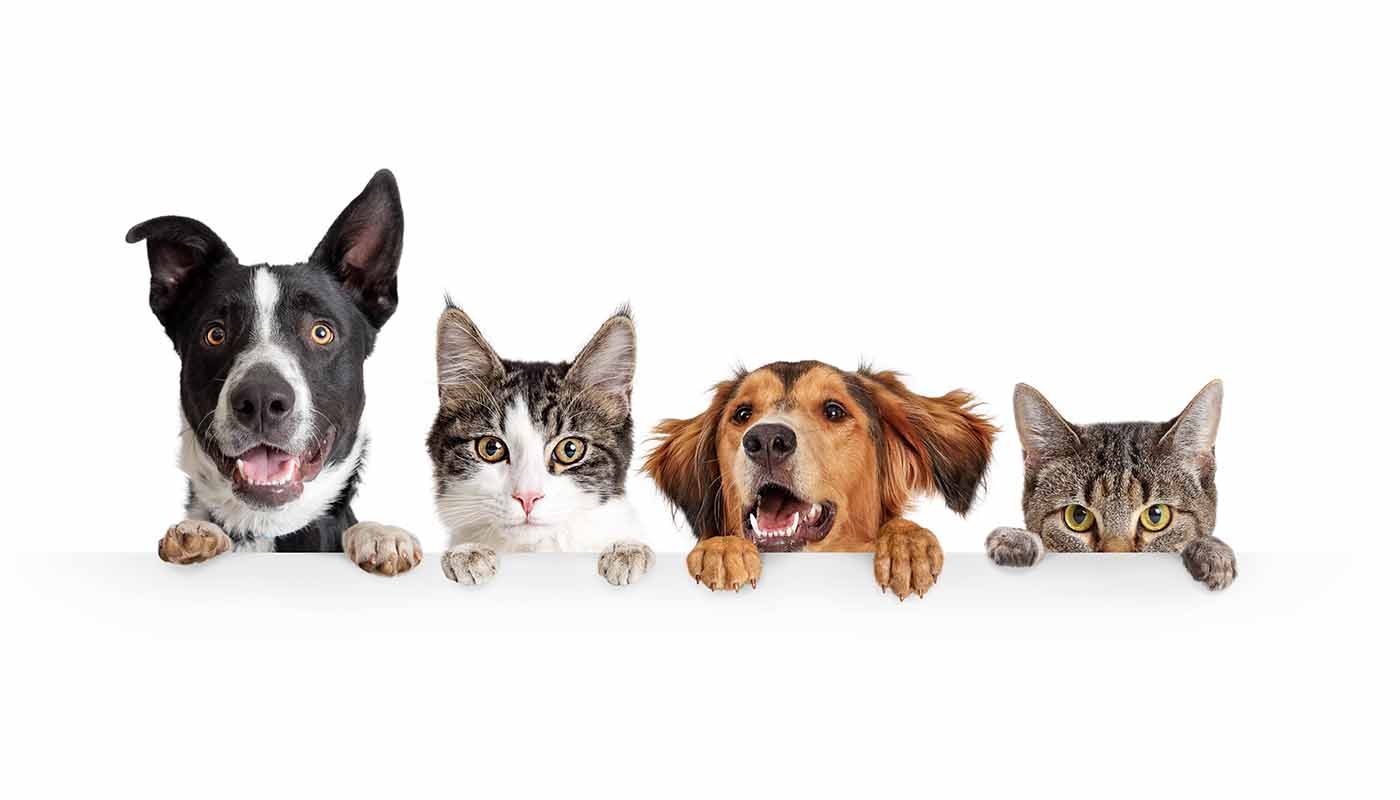 Dogs Versus Cats Which Are Best Vertical Leap