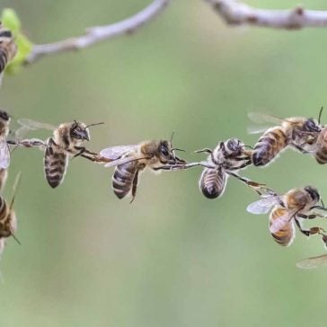 bees chain