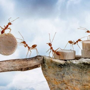 Ants carrying blocks