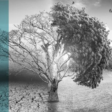 A tree whose left side is dead and right side is blooming