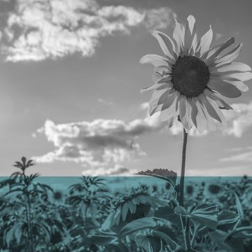 sunflower standing high above others in the field