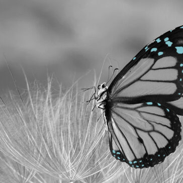 butterfly